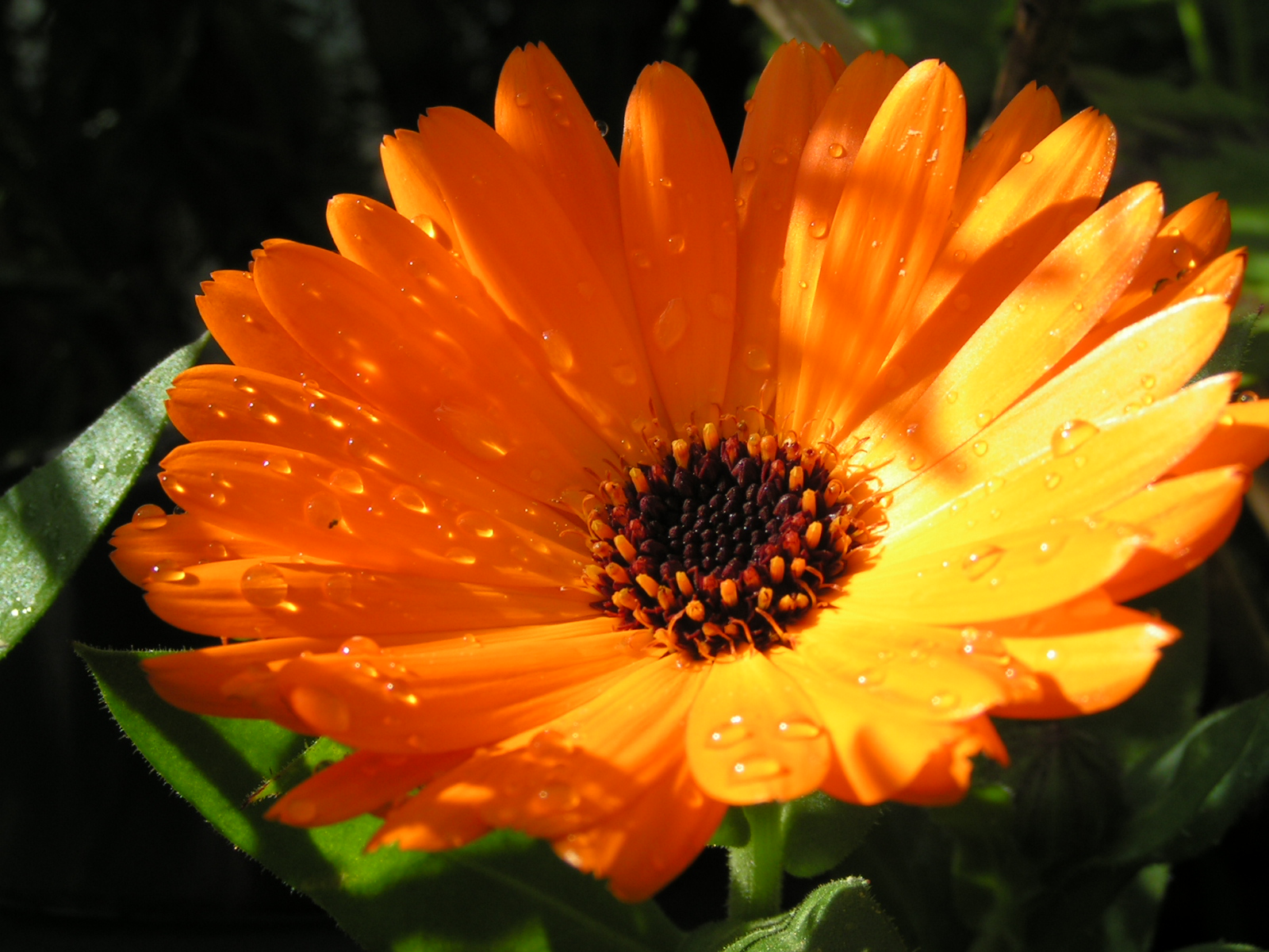 10 Edible Flowers You Can Add To Your Food Home And Gardening Ideas