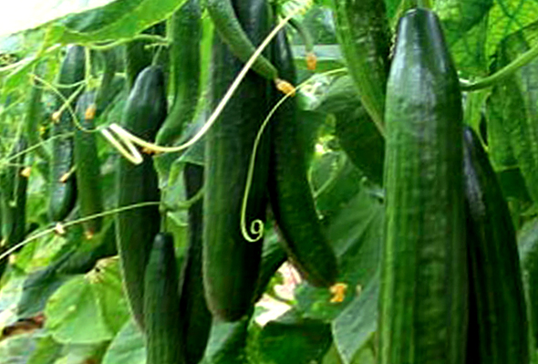 نتيجة بحث الصور عن ‪cucumber plant‬‏