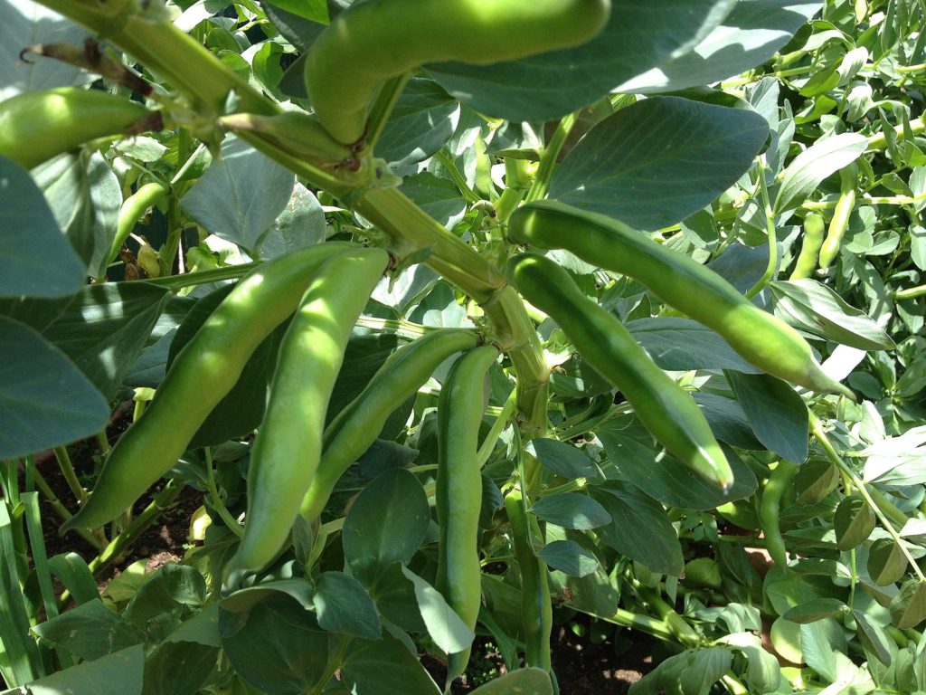 Broad Beans