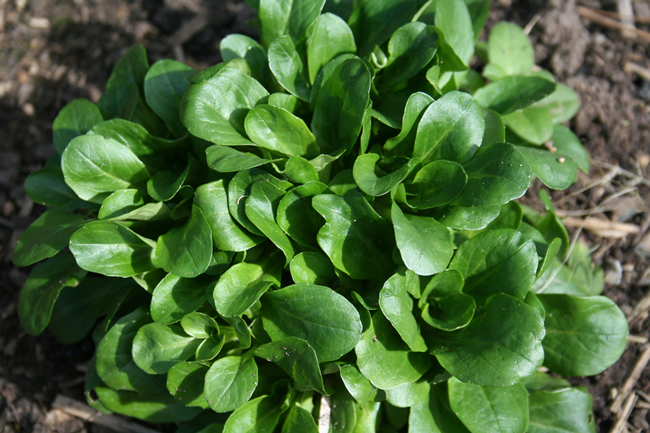 Lamb's Lettuce