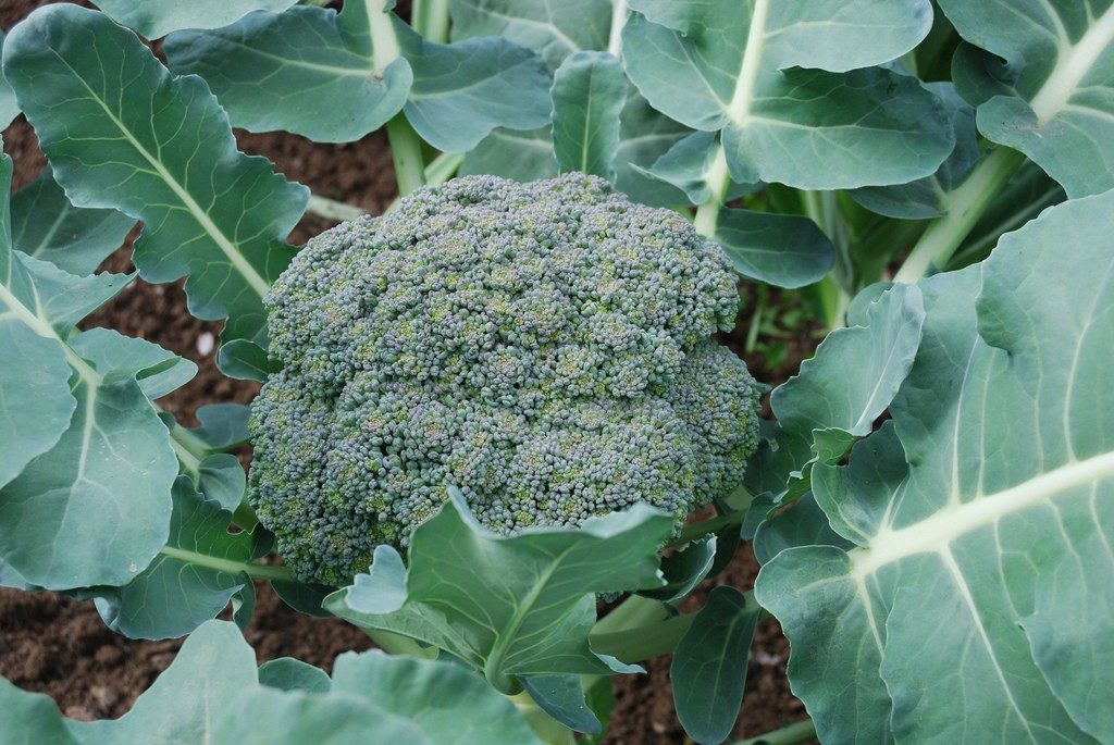 Growing Broccoli