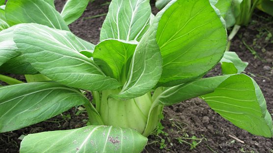 Pak Choi