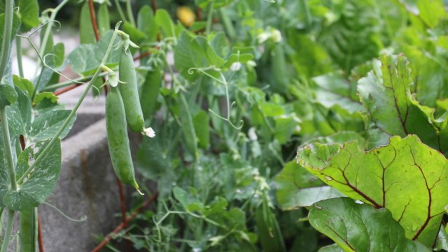 Winter Peas