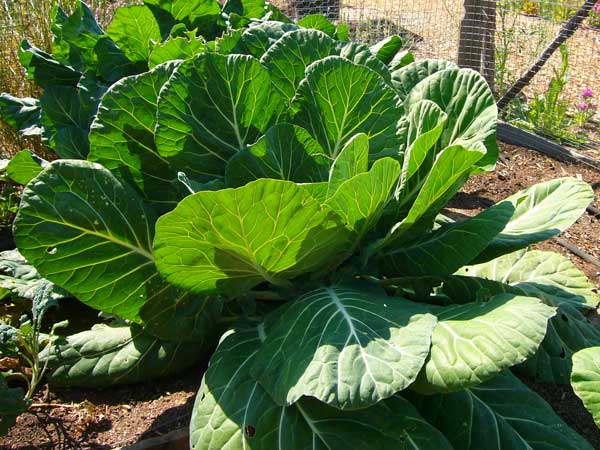 growing collard in winter 