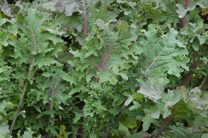 growing kale in winter