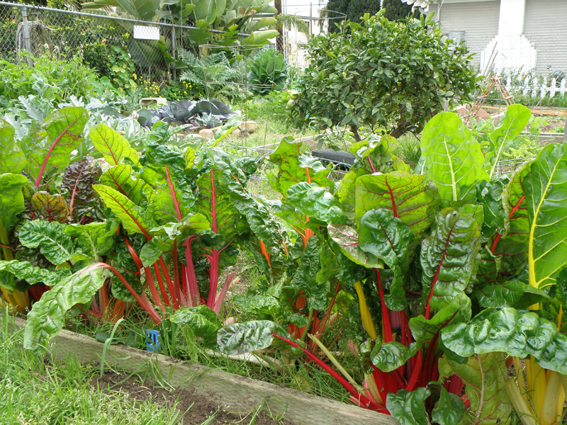  growing swiss Chard