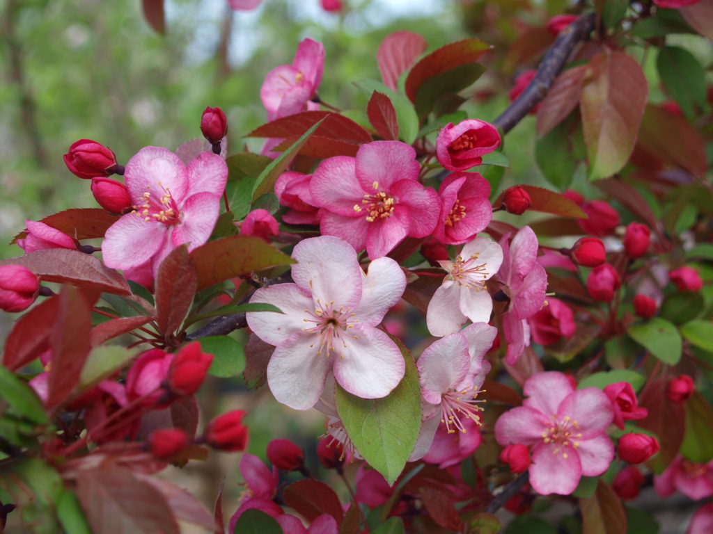 top-10-small-flowering-trees-that-offer-wonderful-spring-blooms-home