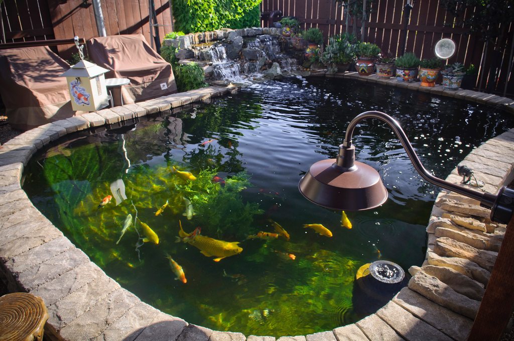 Above Ground Koi Pond Ideas Best Decorations