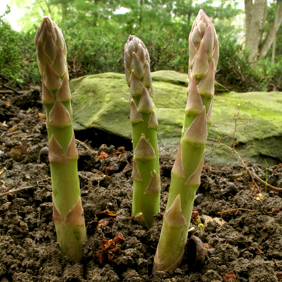 perennials vegetables asparagus