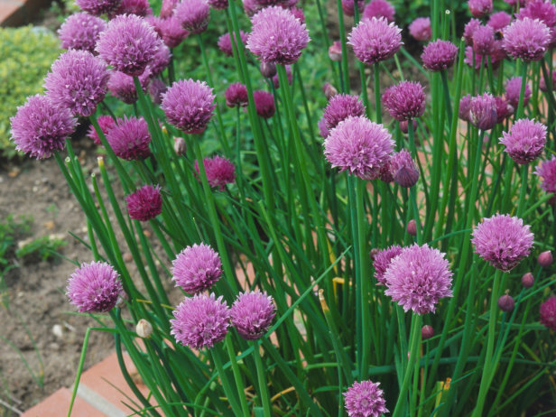 perennials vegetables Chives