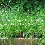 perennials vegetables and herbs
