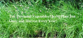 perennials vegetables and herbs