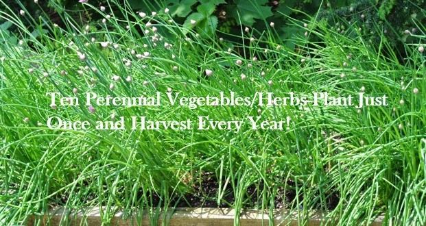 perennials vegetables and herbs