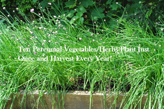 Ten Perennial Vegetables/Herbs-Plant Just Once and Harvest Every Year!