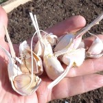 growing garlic indoors