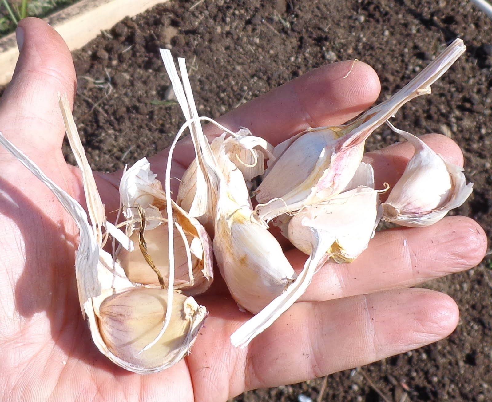 Guide To Growing Garlic Indoors In Containers