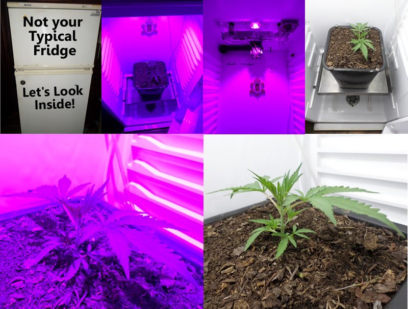 stealthy marijuana grow box