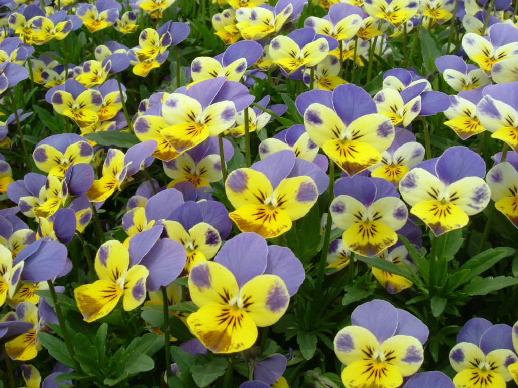 Viola edible flowers