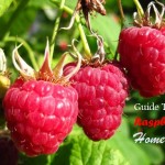 Guide To Growing Raspberries In The Home Garden