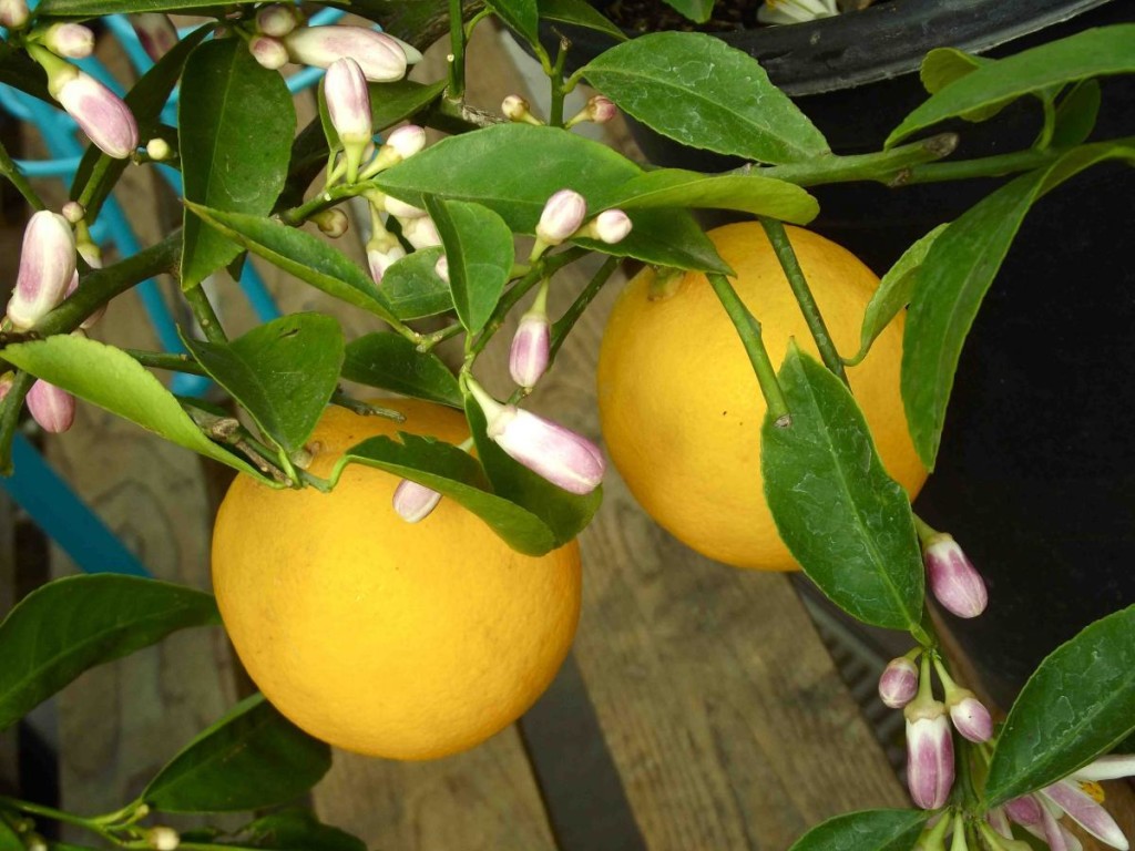 Citrus Blooms Fragrant Flower