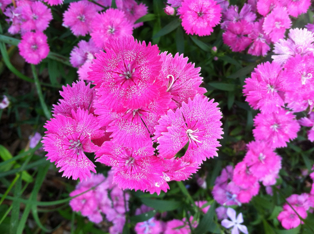 Dianthus pink Fragrant Flower