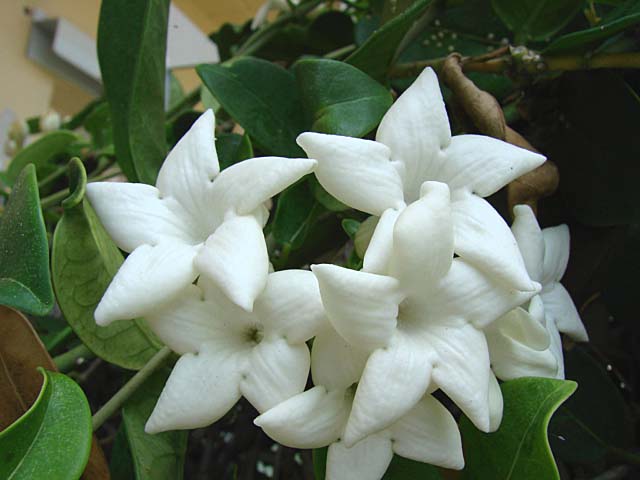 Jasmine Fragrant Flower
