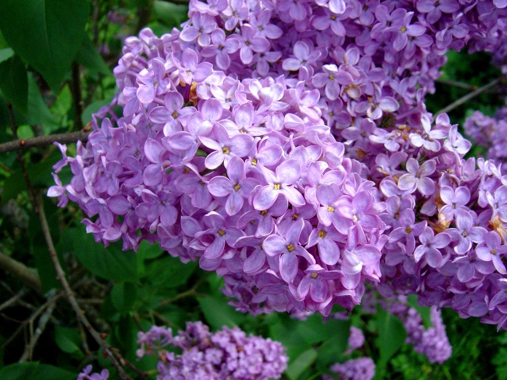Lilacs Fragrant Flower
