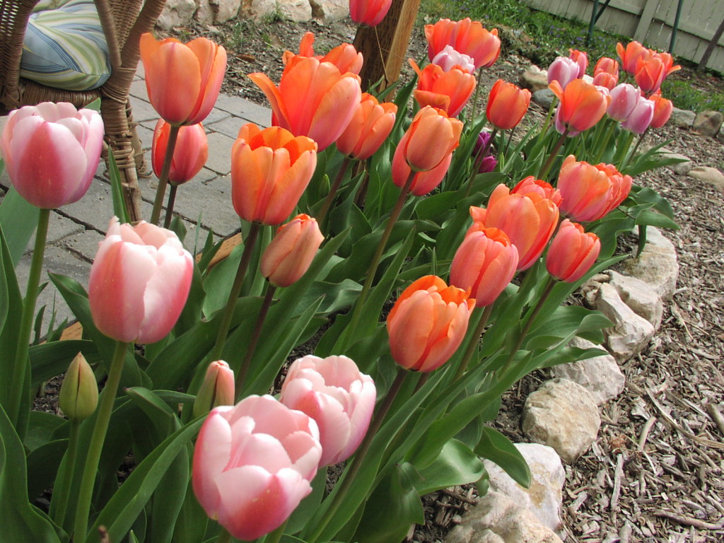 Tulip fragnance flowers