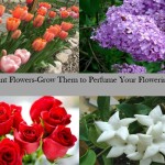 fragnant flowers to grow