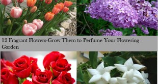 fragnant flowers to grow