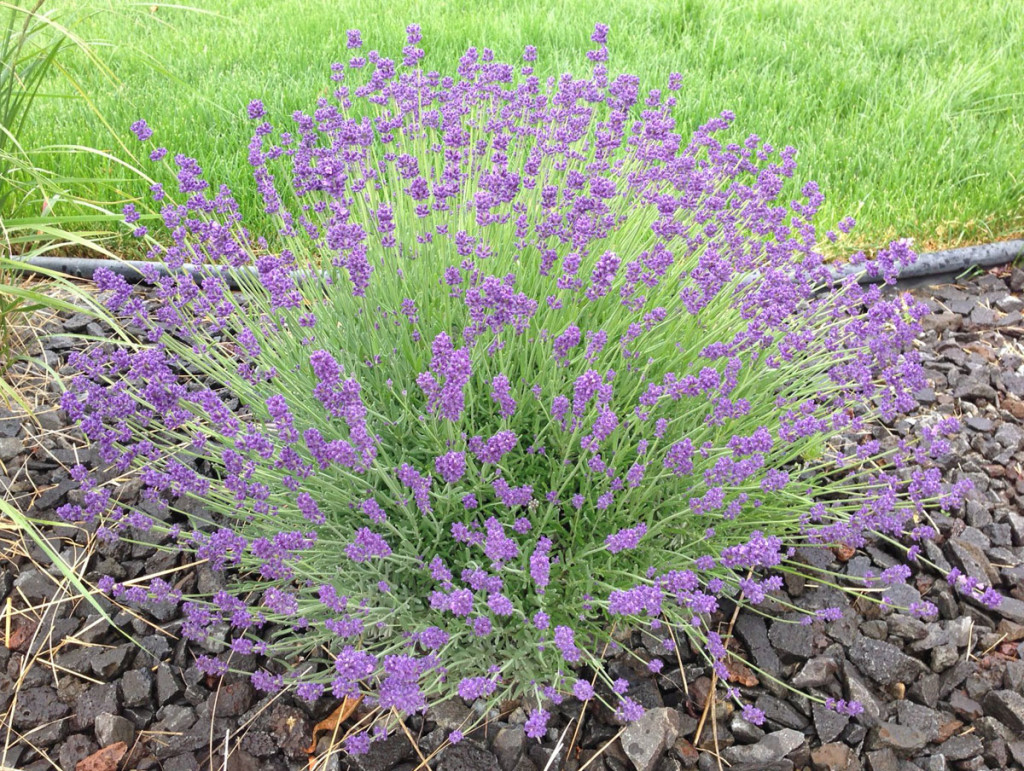 scented Lavender