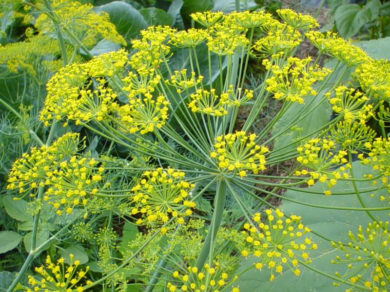 dill plant to grow