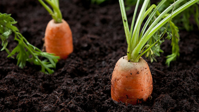 growing Carrots