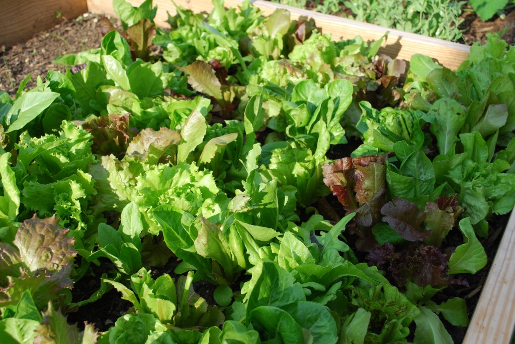 growing lettuce mix