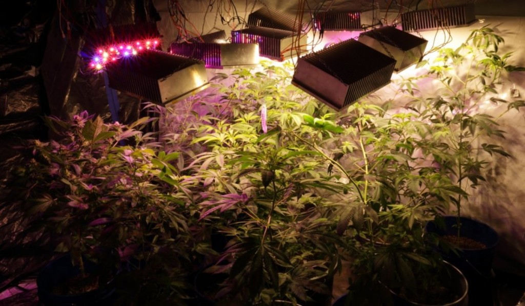 27 DIY Led Grow Lights For Growing Plants Indoors