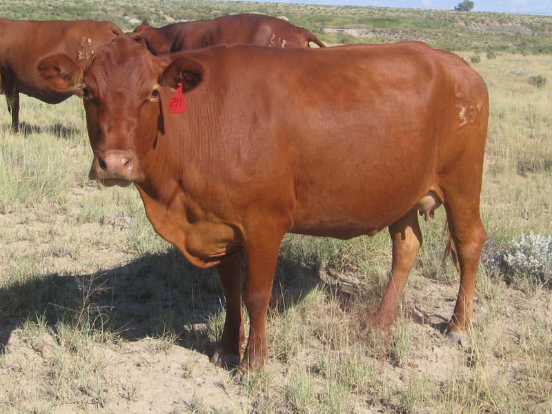Barzona Cattle Breed