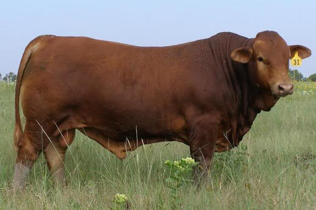 Beefmaster Cow Breeds of Cow