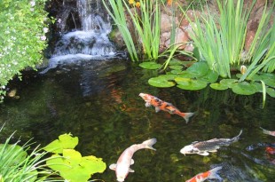 Koi Fish Pond