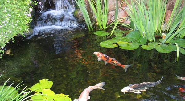 Koi Fish Pond