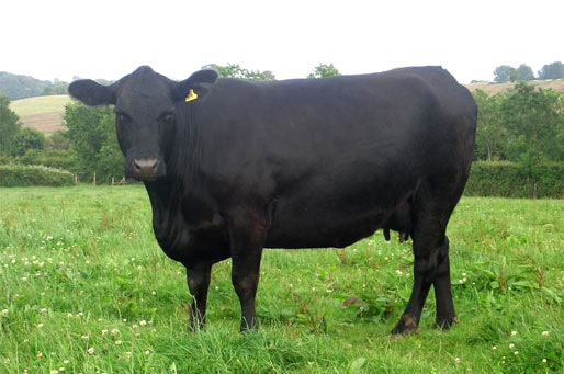 Angus breeds of cow