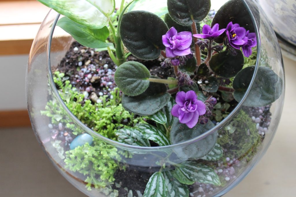 miniature-african-violets