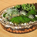 terrarium plants