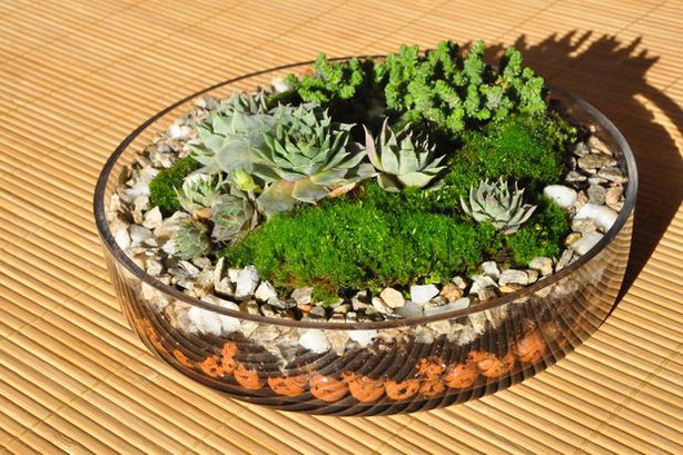 10 Famous Plants For Terrariums That Are Easy To Grow