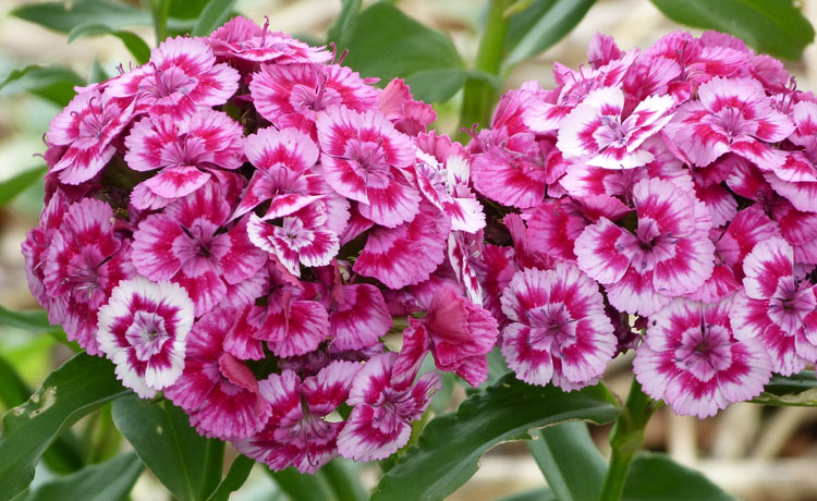 Top 15 Flowers That Bloom In Winter Season