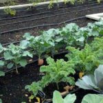 vegetables to grow in winter