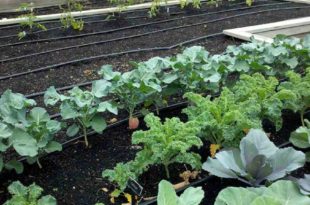 vegetables to grow in winter