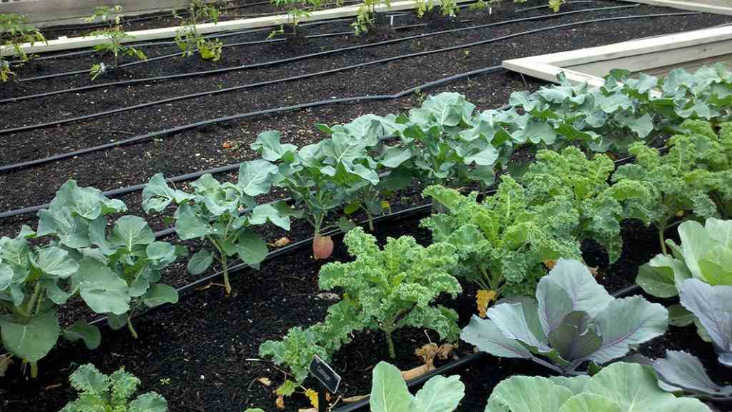vegetables to grow in winter