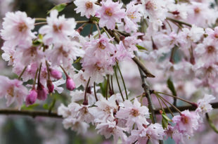 Top 10 Small Flowering Trees That Offer Wonderful Spring Blooms – Home ...