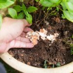 homemade plant food