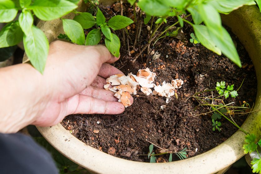 12 Homemade Plant Foods For Happy And Healthy Plants